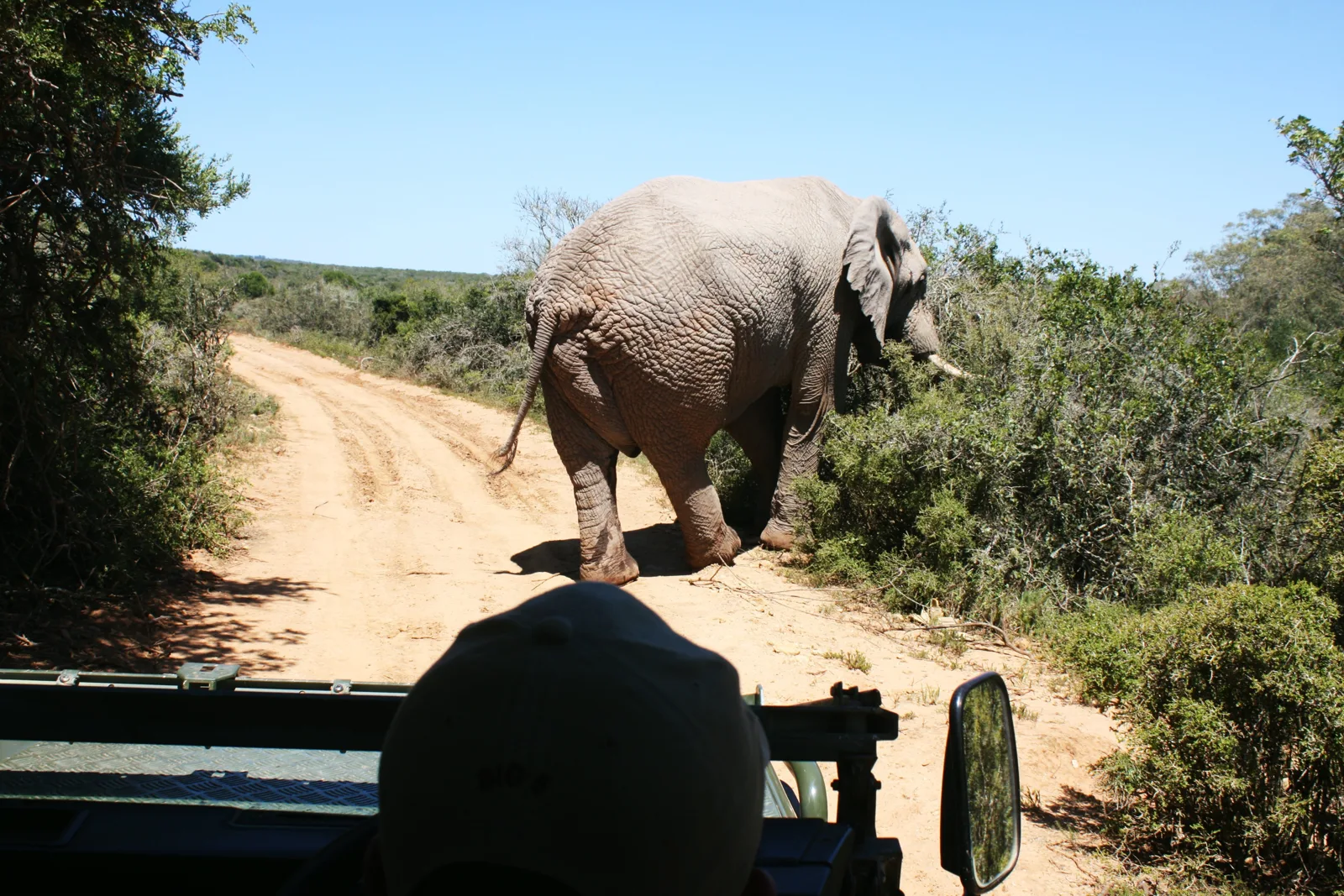 Elephant met on the road