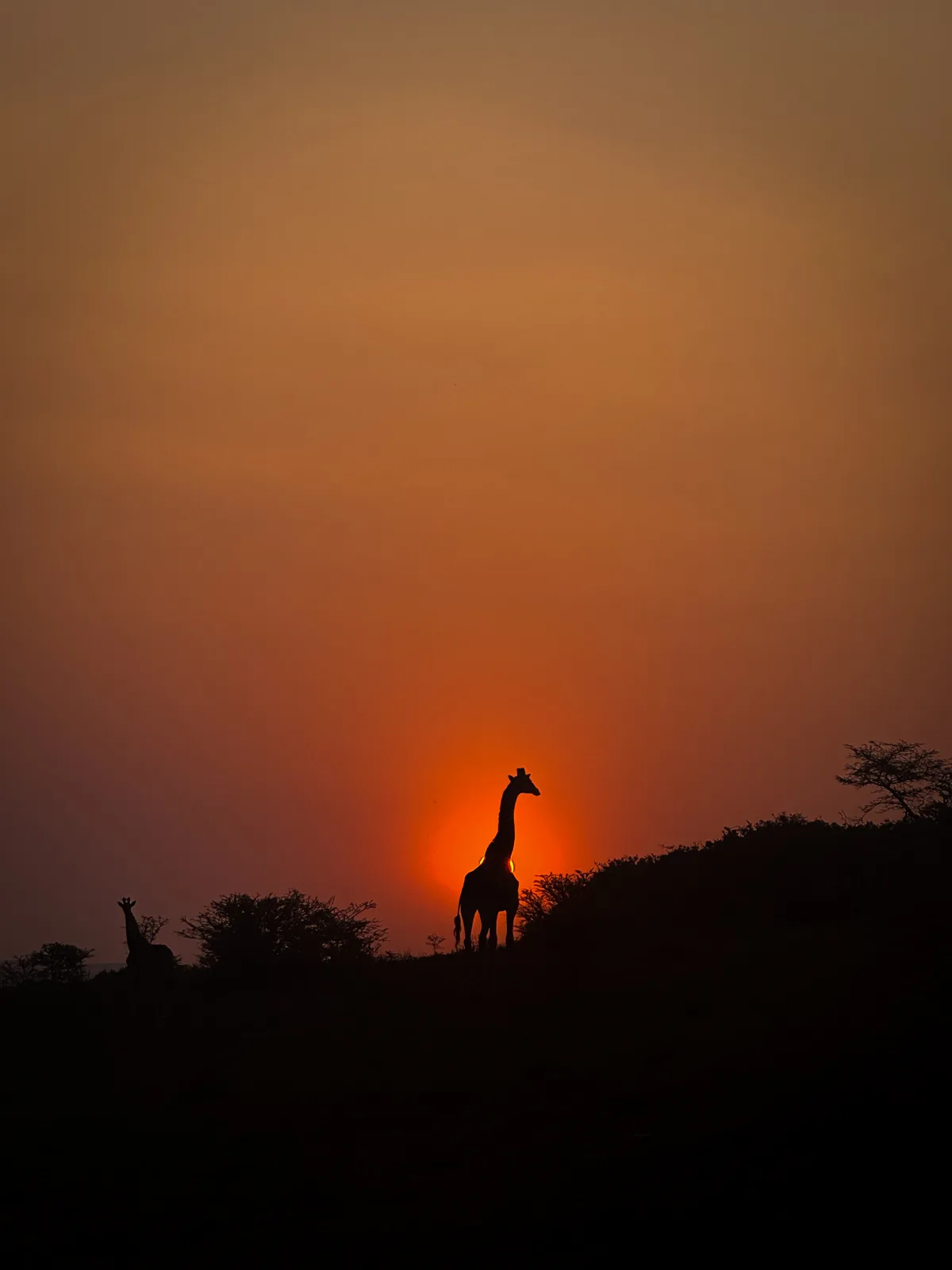 Giraffe at dusk in the Eastern Cape