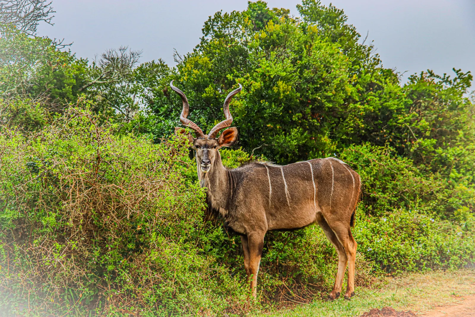 Kudu in green country