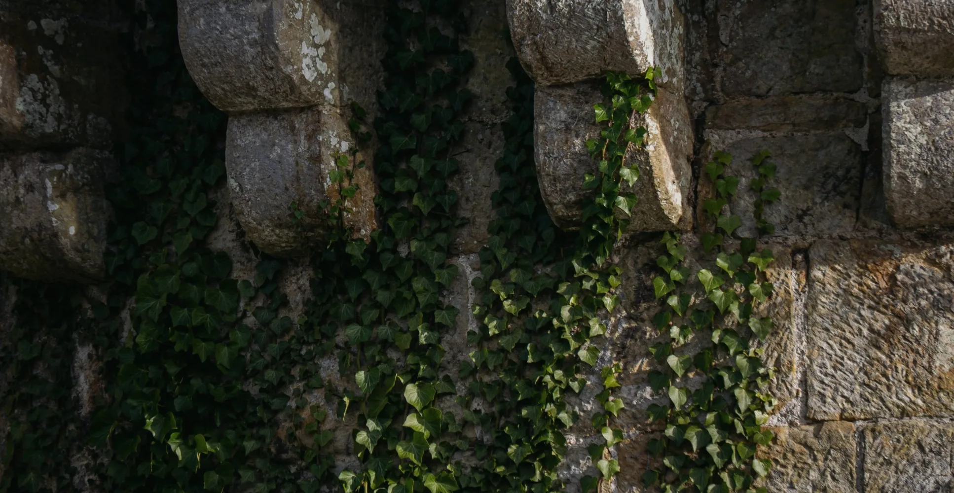 Ivy on dressed stone, a wall kept for centuries