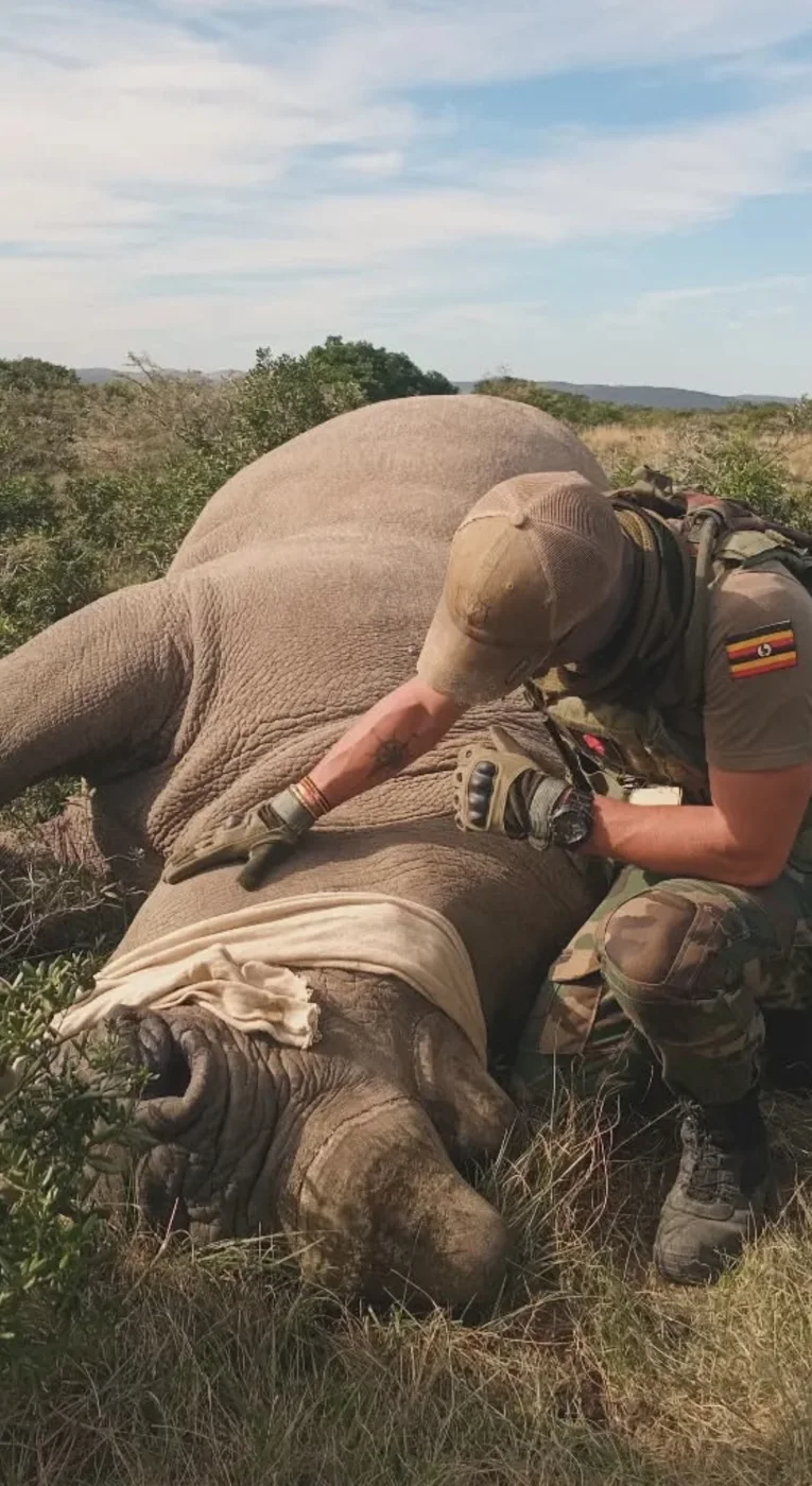 A rhino under sedation for a veterinary check