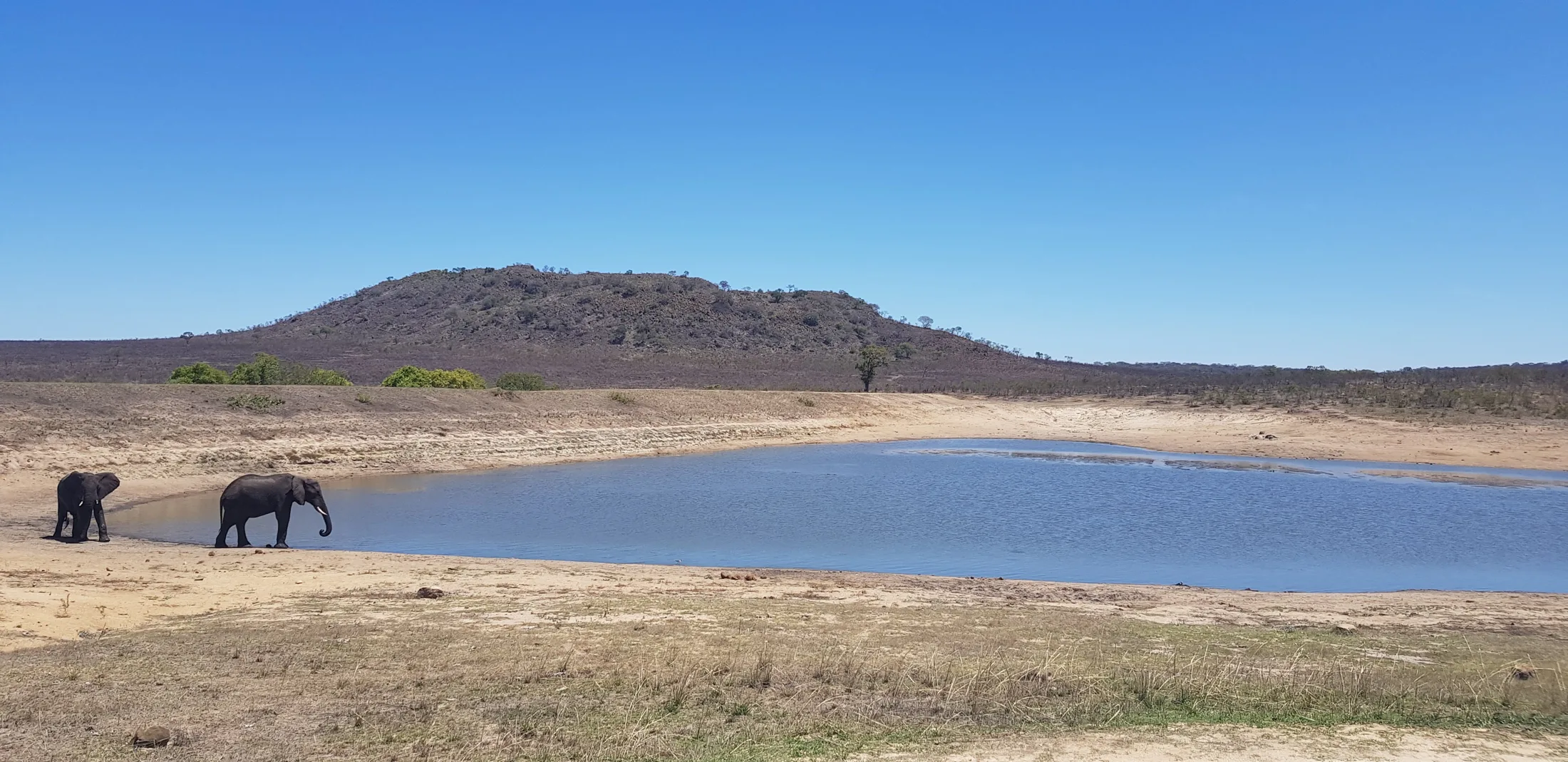 Elephants at a waterhole